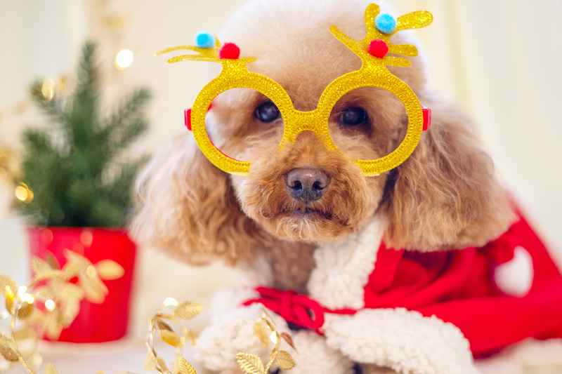 10 of the best dog Christmas sweaters to keep your pup festive this holiday season